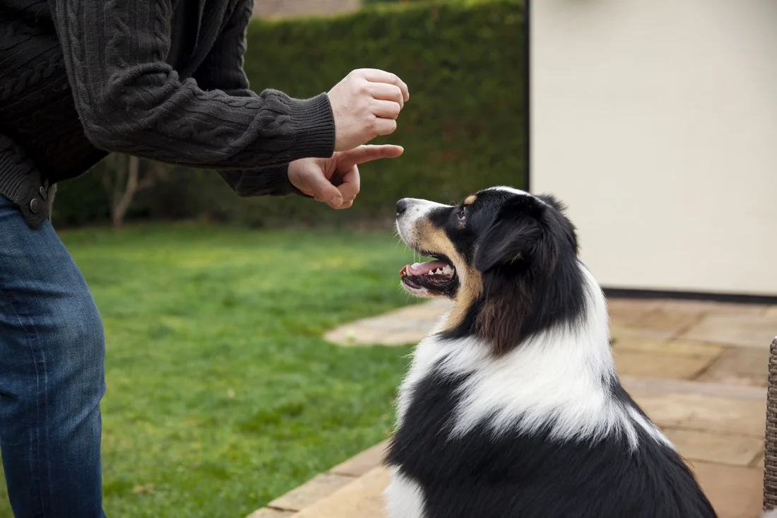 How to Train a Dog to Stop Barking and Improve Behavior Training