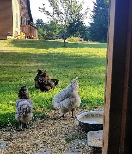 Chickens in the Suburban Backyard - Fresh Eggs Daily® | Lisa Steele