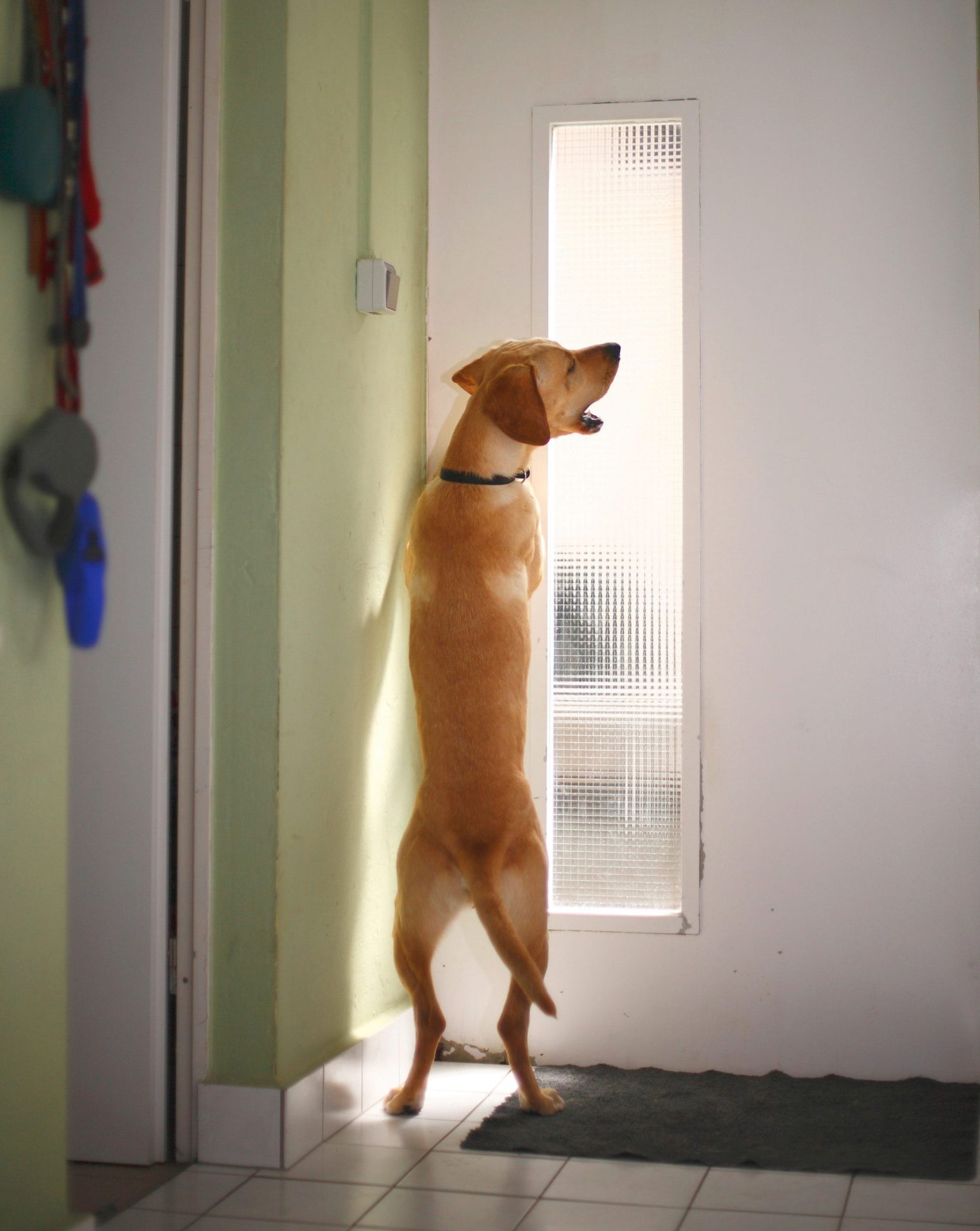 How to stop your dog barking at the door | Country Life