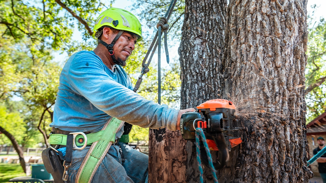Tree Clearing in Montgomery IL