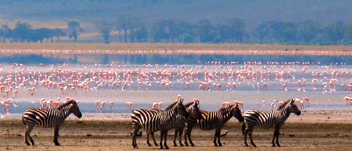 Lake Manyara zebras and flamingos Tanzania