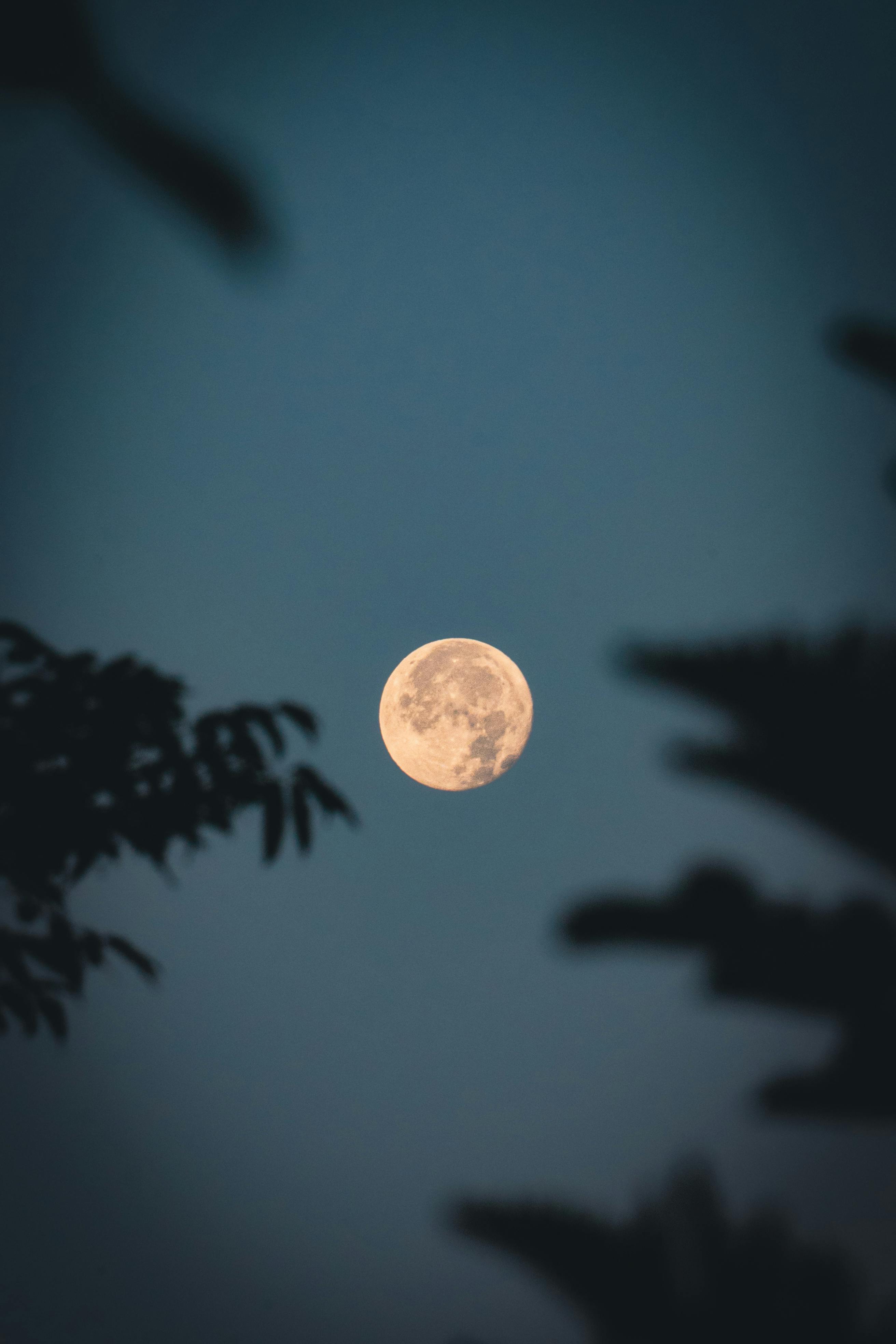 Lua cheia brilhando no céu noturno entre silhuetas de árvores