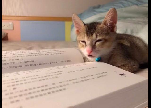 小猫陪主人一起看书，一会它就困得倒在了一边，不是读书的料啊！_新浪新闻