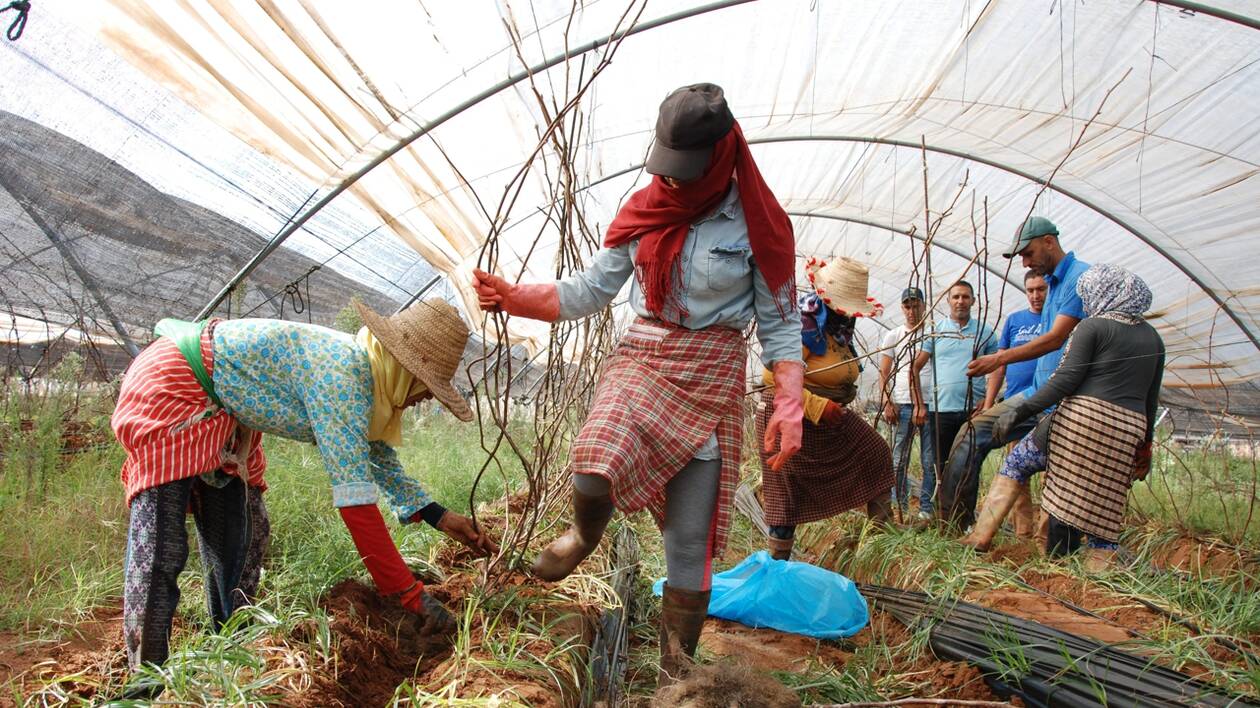 Agricultrices et agronomes travaillant dans une exploitation marocaine sous serre