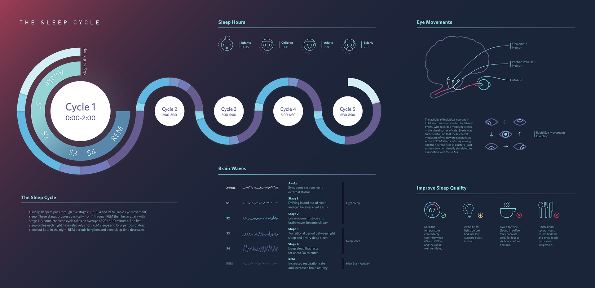 Sleep cycle infographic