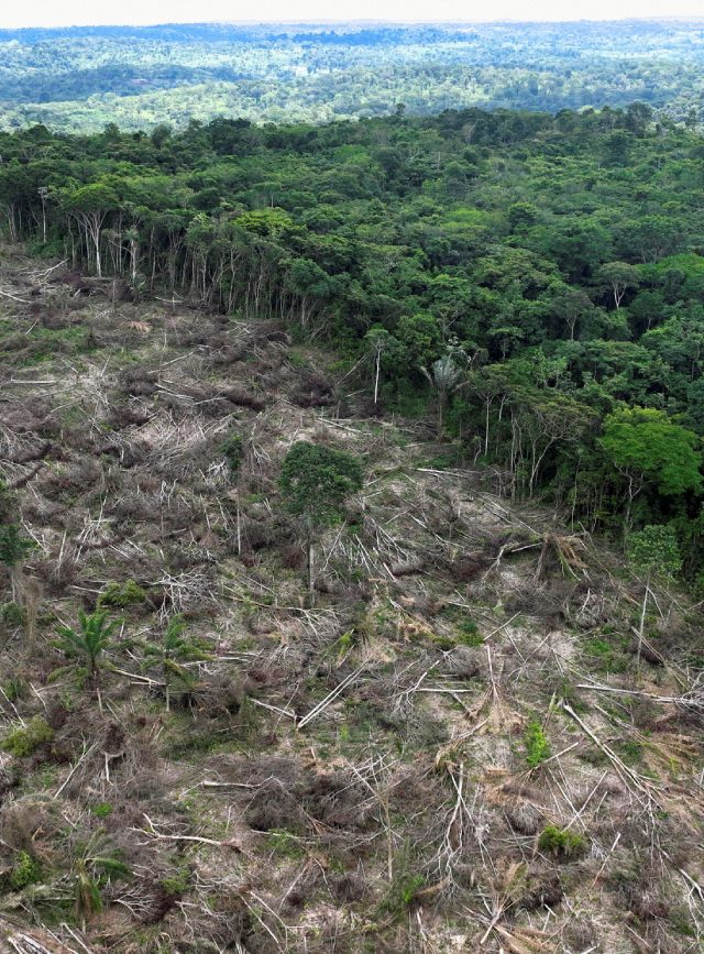 Área desmatada na floresta amazônica com árvores derrubadas