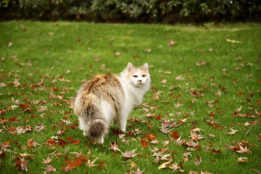 救助流浪猫志愿者图鉴|生命守护者_搜狐网