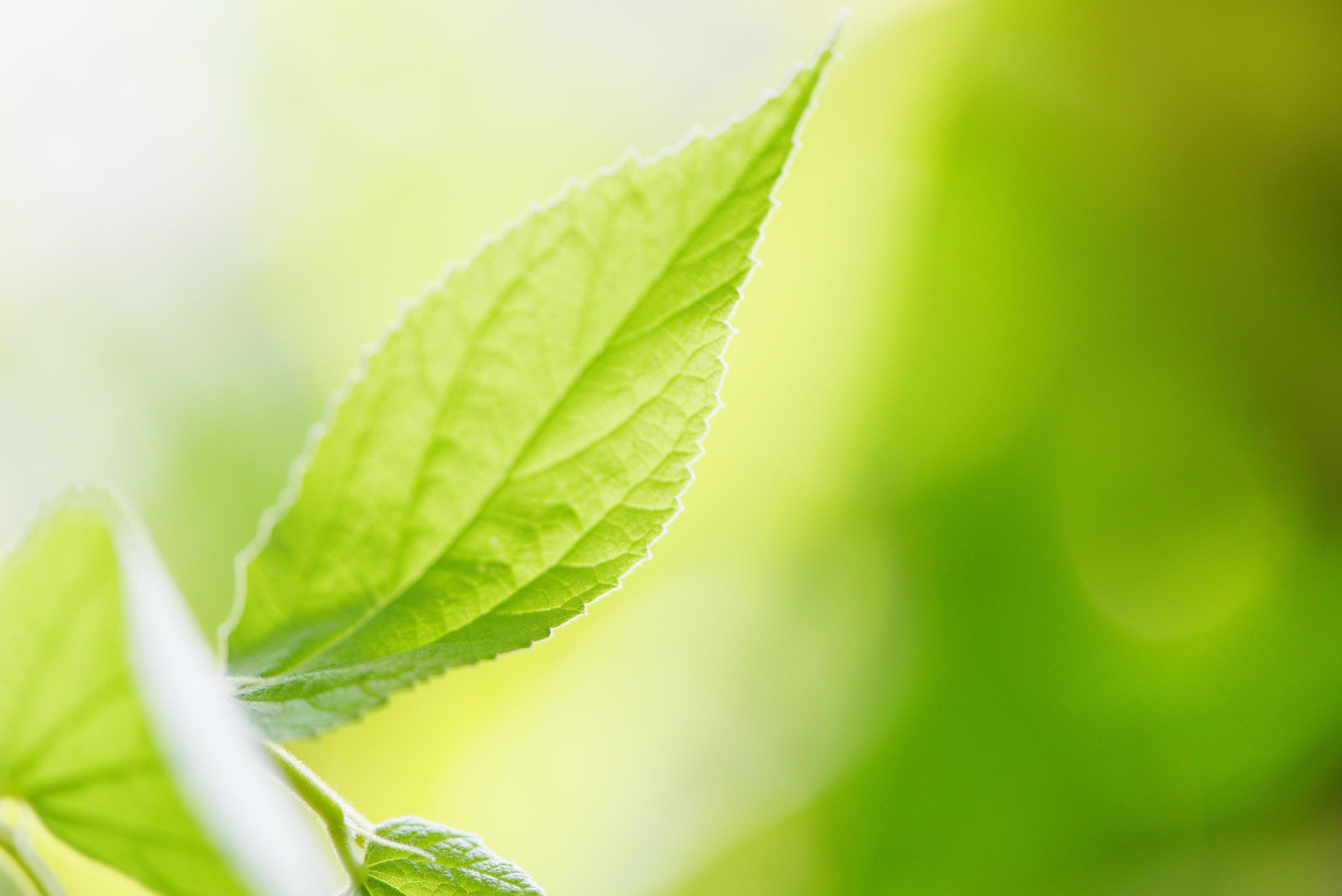 Folhas verdes de árvore em close-up com luz solar