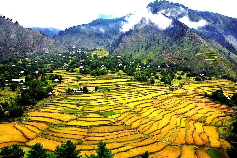 Leepa Village — golden rice terraces and wooden houses, center of Leepa Valley