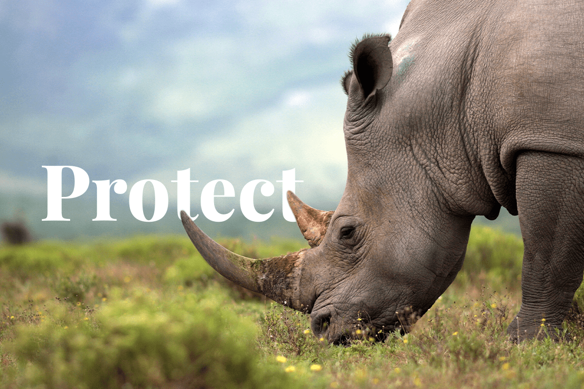 Protect Endangered Species
