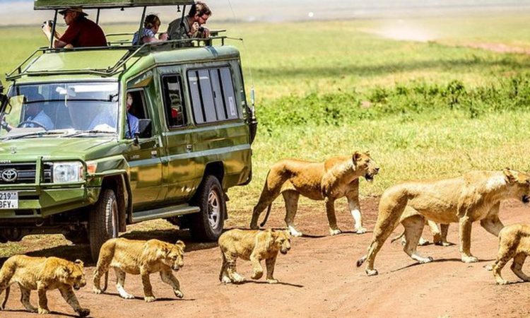 Lions crossing near safari jeep in Ngorongoro Crater Tanzania