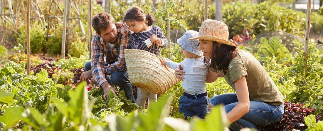 Modern Homesteading: A Guide to Self-Sufficiency in the 21st Century – Park Seed