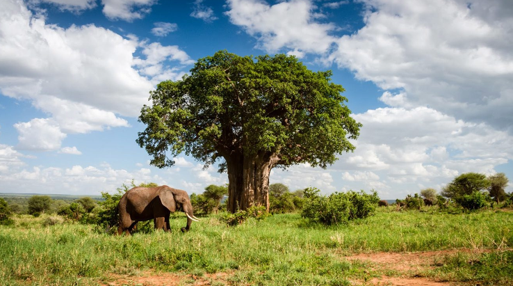 Tarangire National Park elephant and baobab tree Tanzania