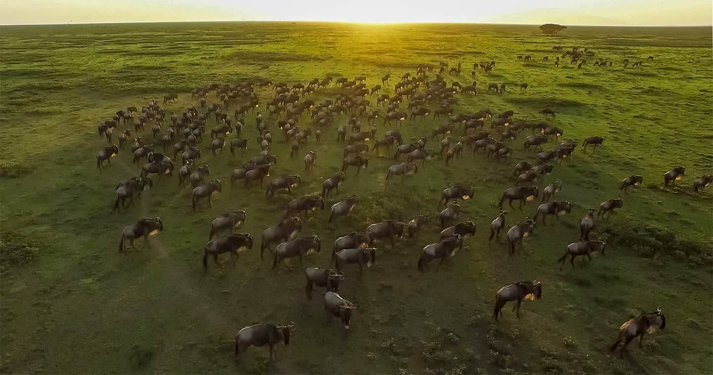 Serengeti National Park Tanzania