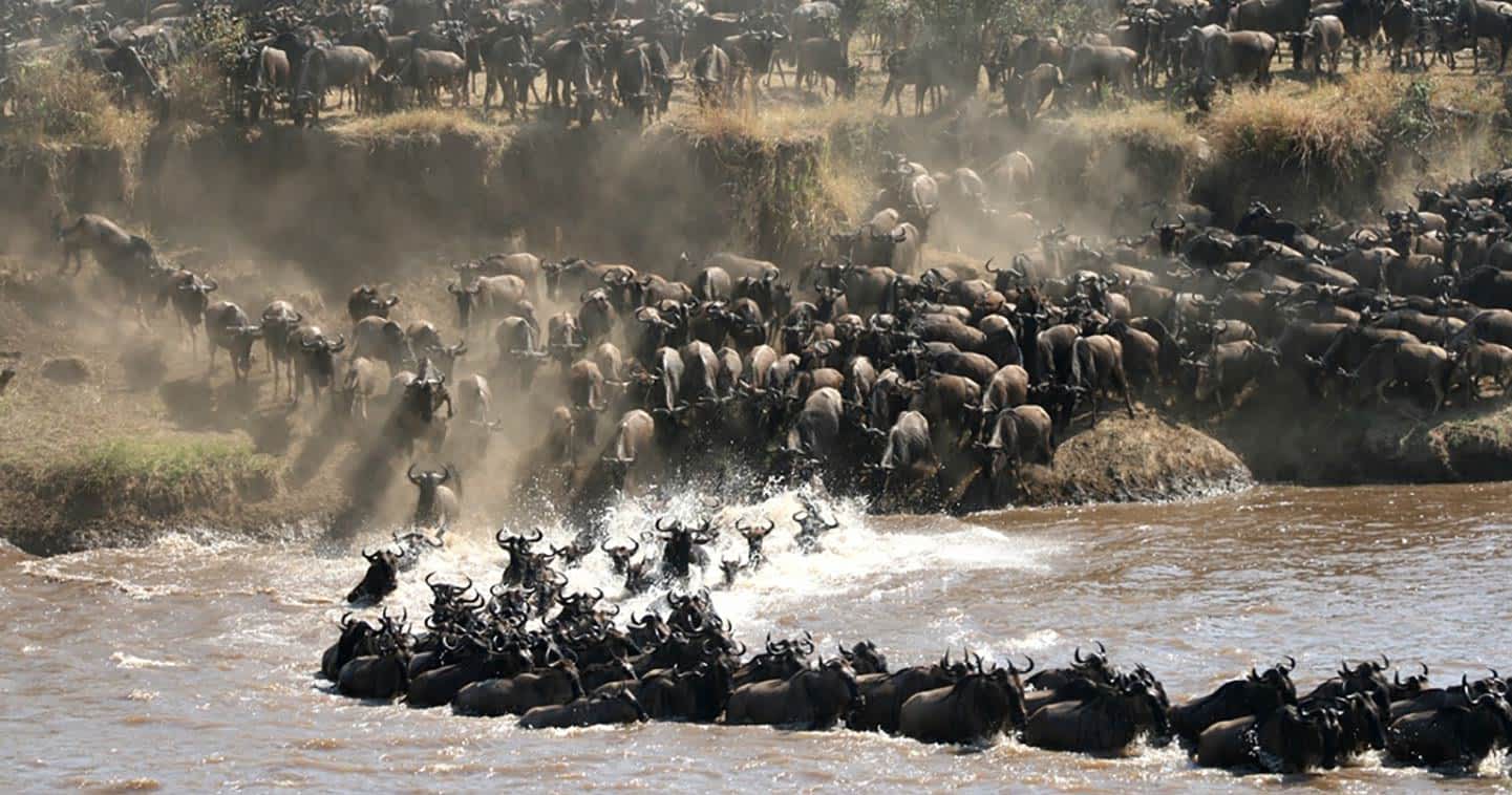 Great Migration wildebeest river crossing Serengeti Tanzania