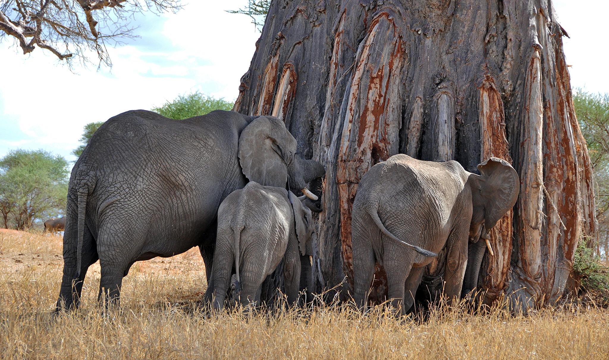 Tarangire National Park elephants and baobabs Tanzania