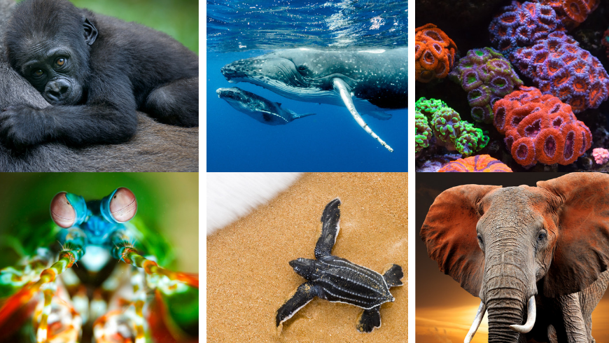 Save Our Species