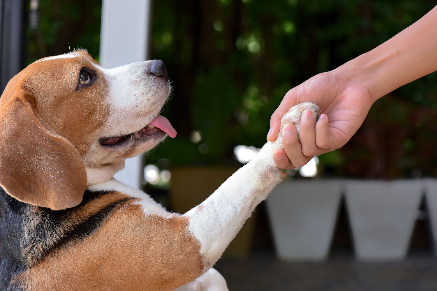 How to Train Your Dog With Positive Reinforcement