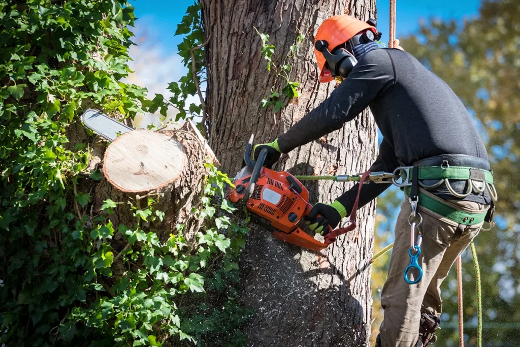 Small Tree & Sapling Removal Montgomery IL