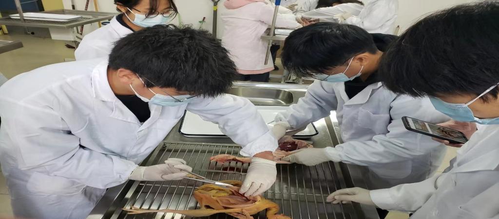 2023-2024学年第一学期《动物解剖生理》课程教学实习圆满结束-动物科技学院