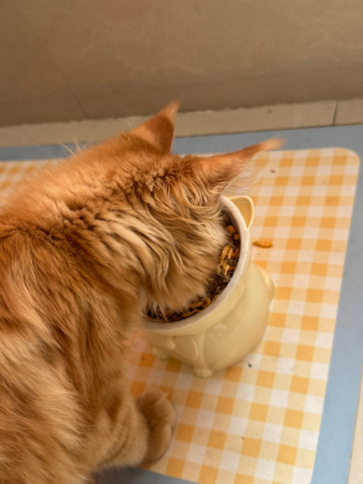 小猫吃饭_新浪新闻